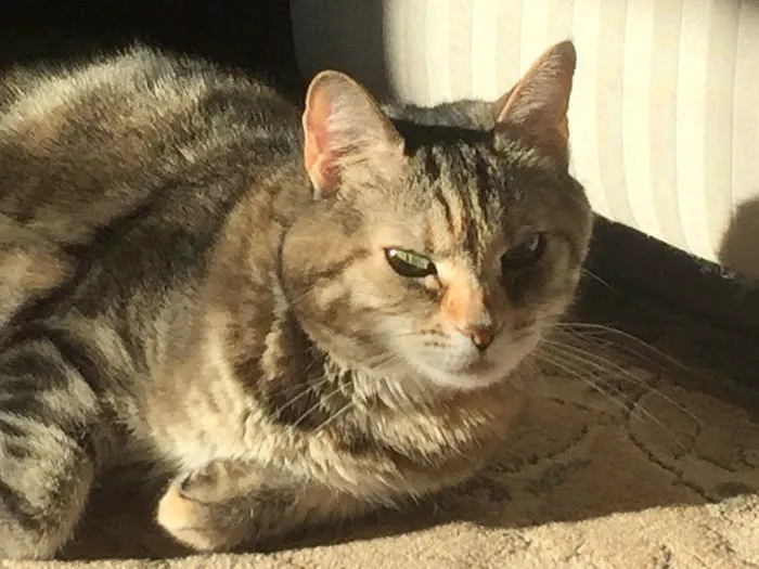 Spinnaker Veterinary Clinic Picture 9