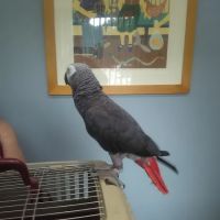 Spinnaker Veterinary Clinic ico