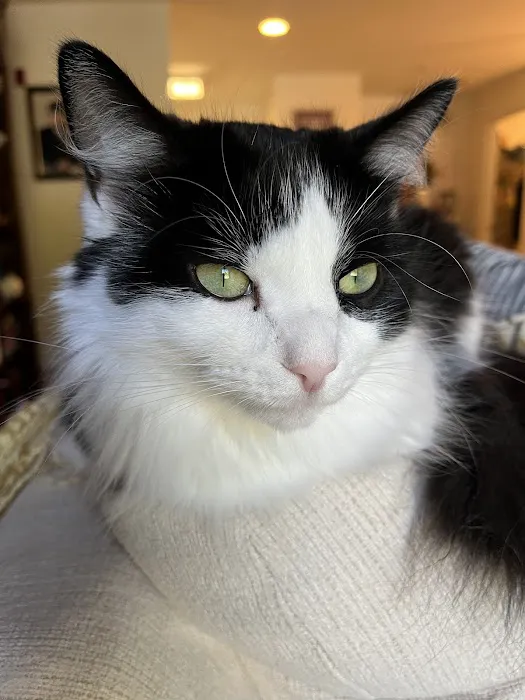 Spinnaker Veterinary Clinic Picture 8