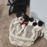 Petco