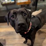 CatanDog's Global dba Fleas Gone / Ticks Gone