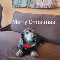 All Pets Mobile Vet ico