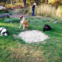 Dighton Rehoboth Animal Hospital, Inc ico