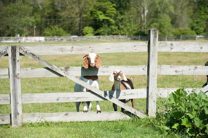 Dighton Rehoboth Animal Hospital, Inc Picture 8