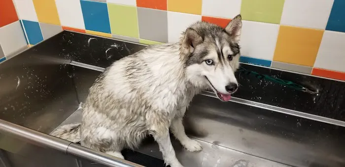 Unleashed by Petco Picture 3