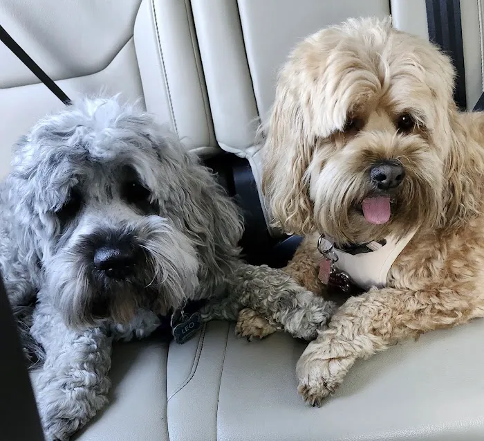 Banfield Pet Hospital Picture 5