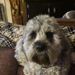 Banfield Pet Hospital