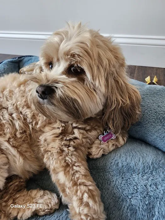 Banfield Pet Hospital Picture 4