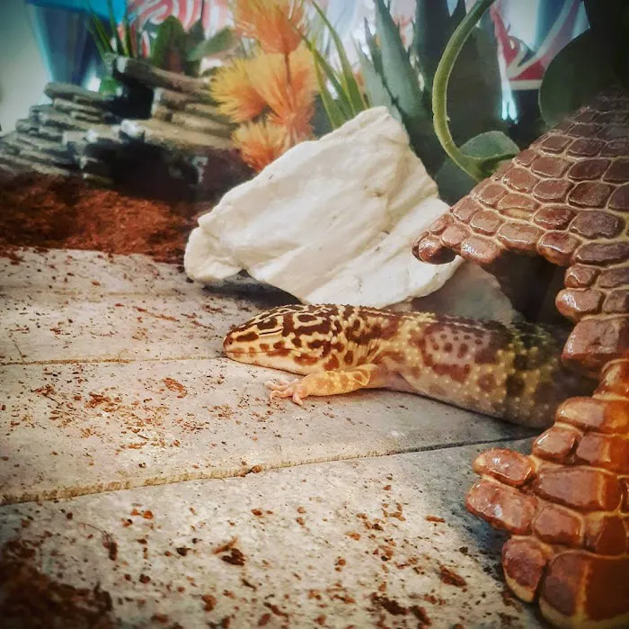 Tropical Hut Picture 8