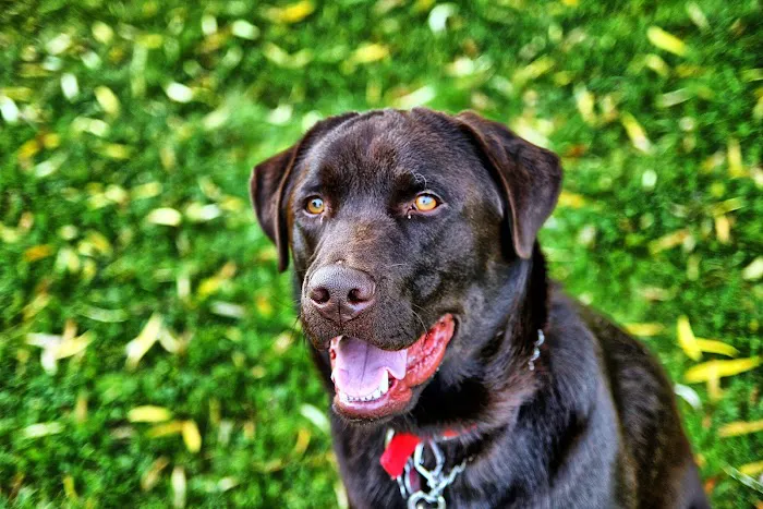 Winsted Hospital for Animals Picture 5