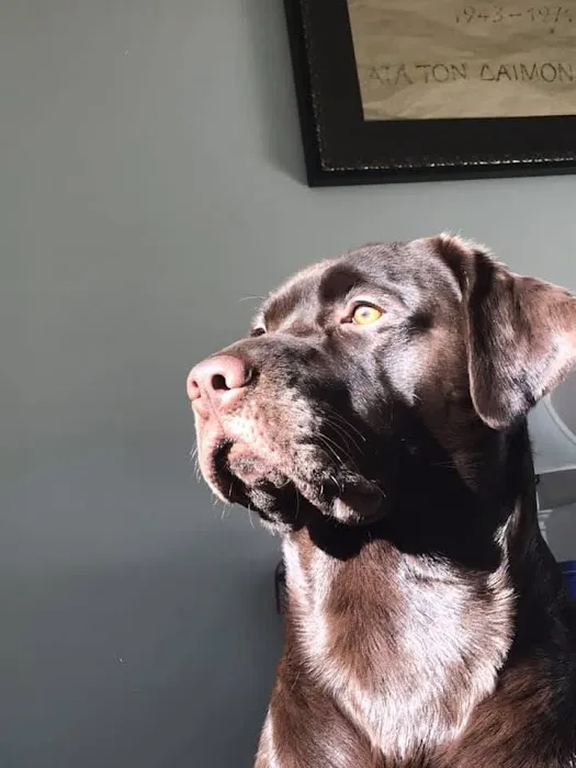 Winsted Hospital for Animals Picture 4