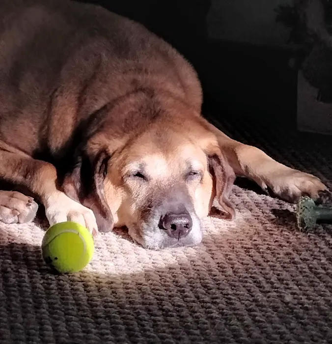 Winsted Hospital for Animals Picture 10