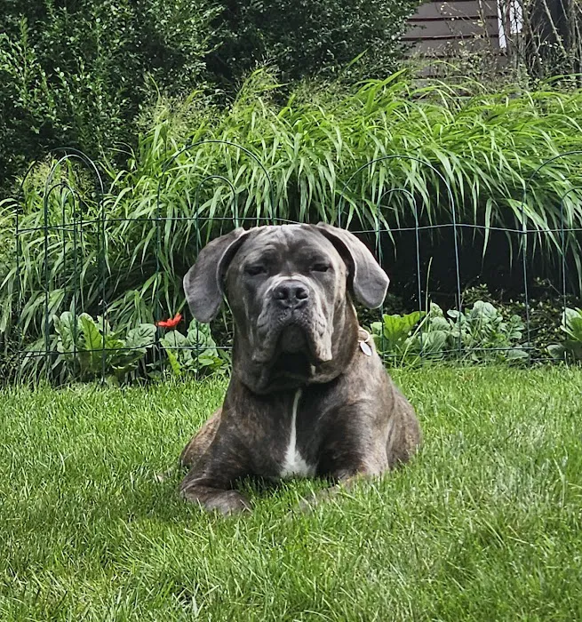 Animal Health Practice, Inc. Picture 3