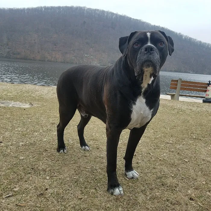 Animal Health Practice, Inc. Picture 2