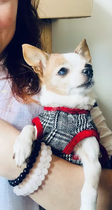 Animal Health Practice, Inc. Picture 4