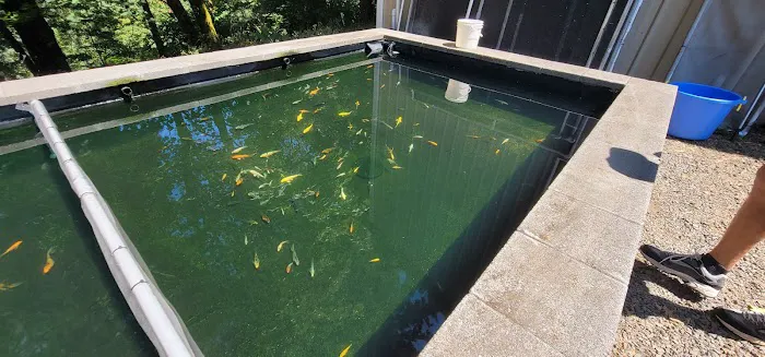 Living Water Koi Picture 1