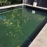 Living Water Koi
