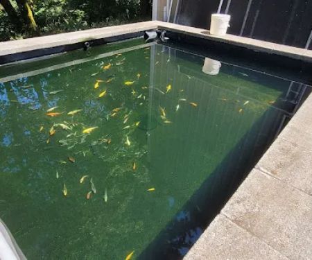 Living Water Koi