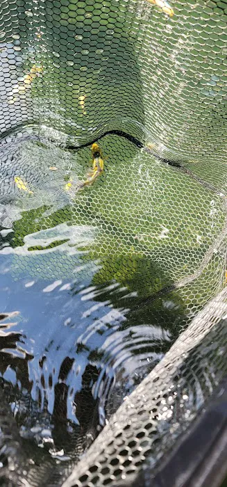Living Water Koi Picture 7