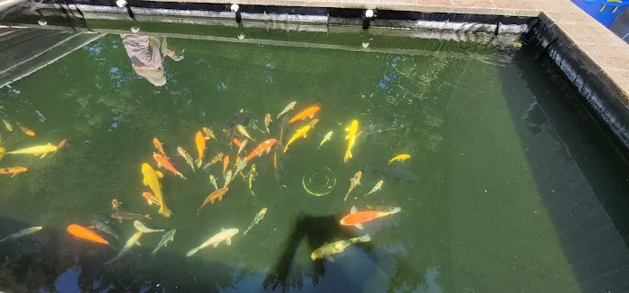 Living Water Koi Picture 5