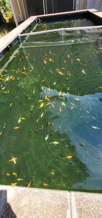 Living Water Koi Picture 9