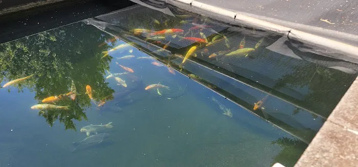 Living Water Koi Picture 6