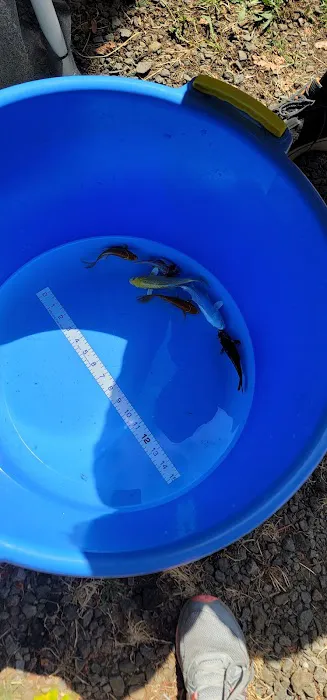 Living Water Koi Picture 2