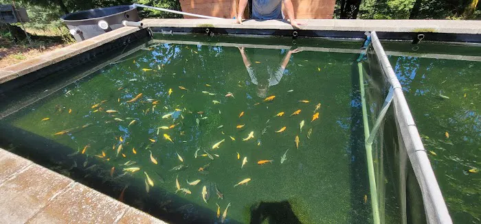 Living Water Koi Picture 4
