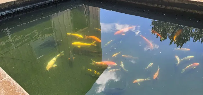 Living Water Koi Picture 3