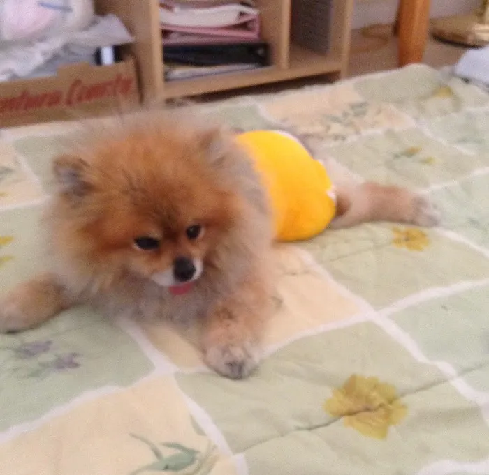 Pet Assistance, Inc. Picture 1