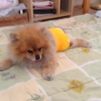 Pet Assistance, Inc. ico