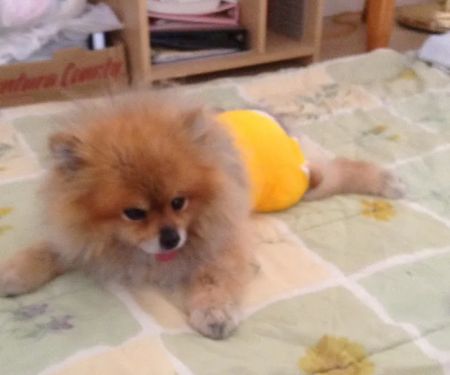 Pet Assistance, Inc.