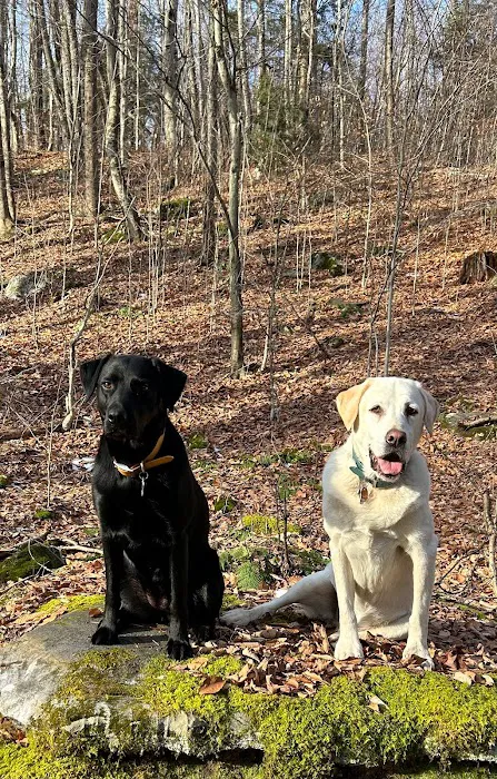 Williamsburg Animal Clinic Picture 8