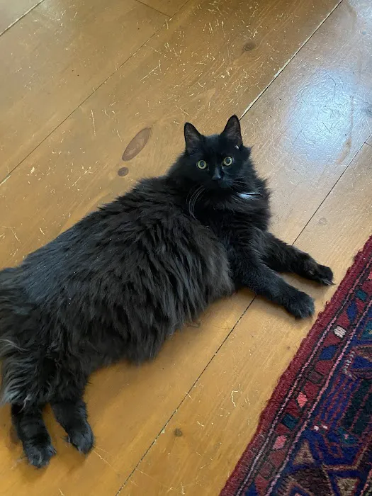 Family Veterinary Center Picture 6