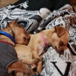 Petco