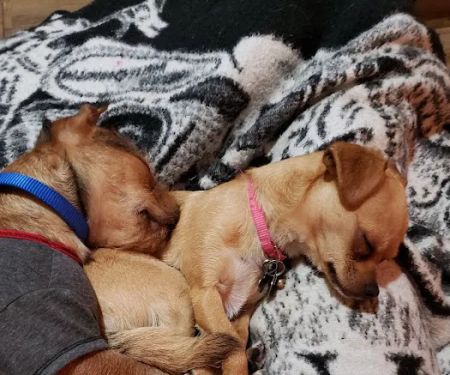 Petco