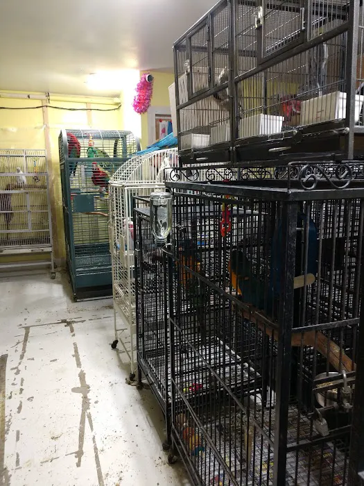 Parrot Cabana Picture 1