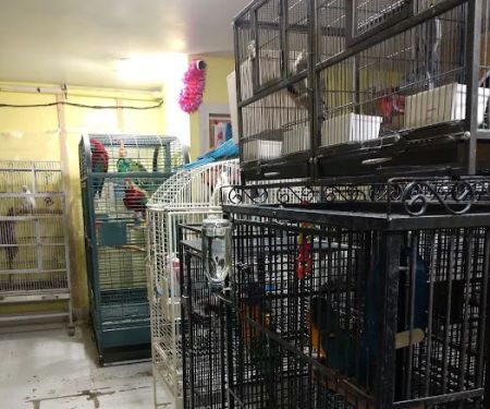Parrot Cabana