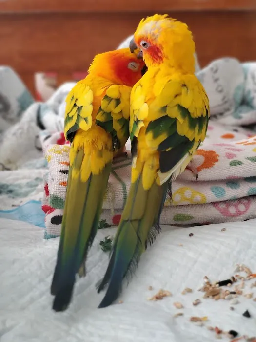 Parrot Cabana Picture 8