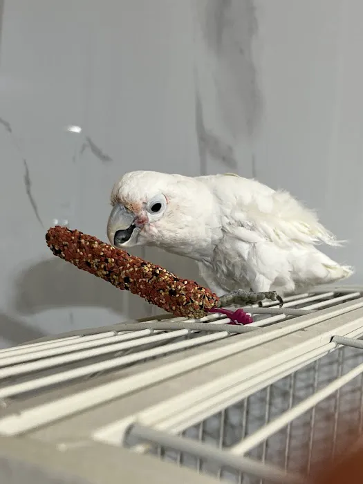 Parrot Cabana Picture 3