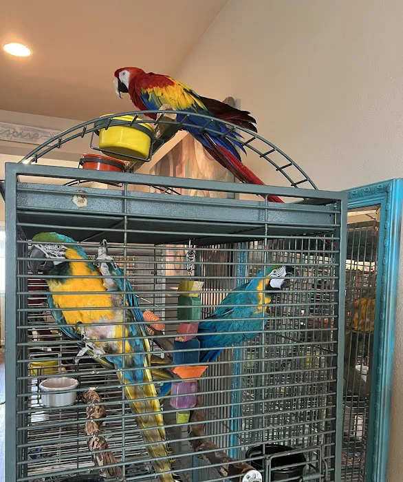 Parrot Cabana Picture 7