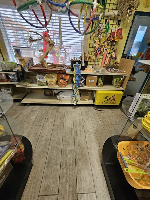 Parrot Cabana Picture 10