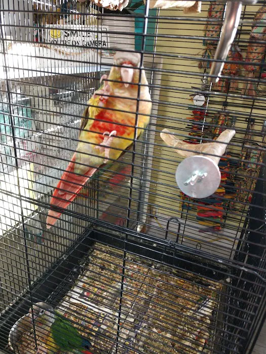 Parrot Cabana Picture 5