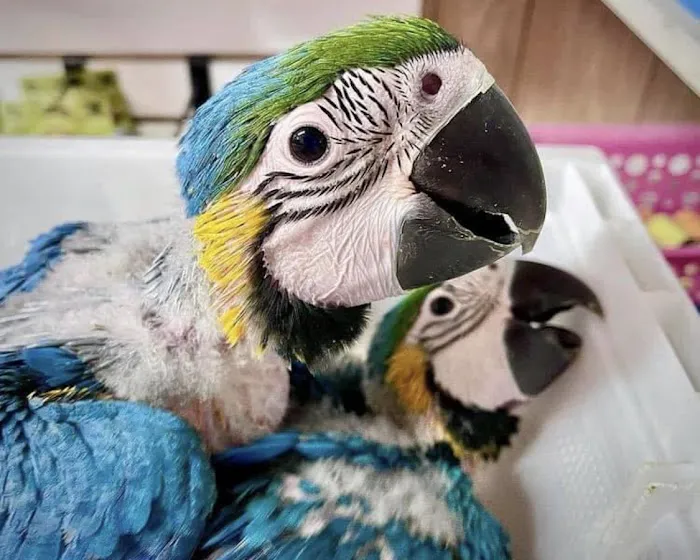 Parrot Cabana Picture 4