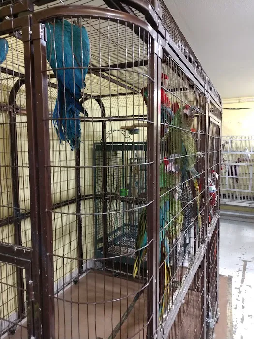 Parrot Cabana Picture 2