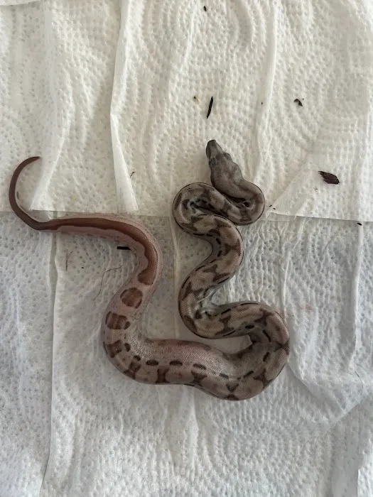 Iconic Exotics Picture 1