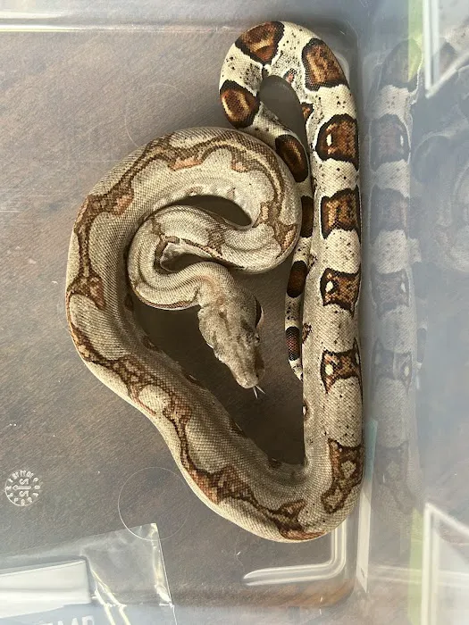 Iconic Exotics Picture 2