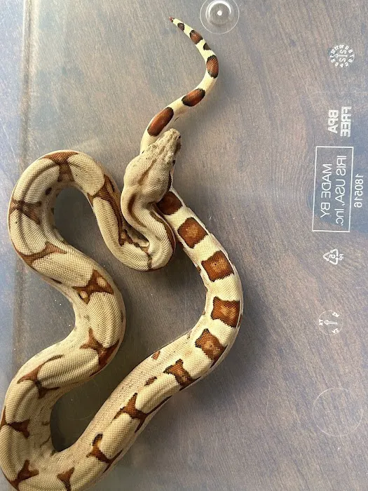 Iconic Exotics Picture 3