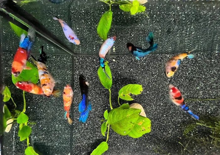 Aquatic Maintenance Store Picture 10