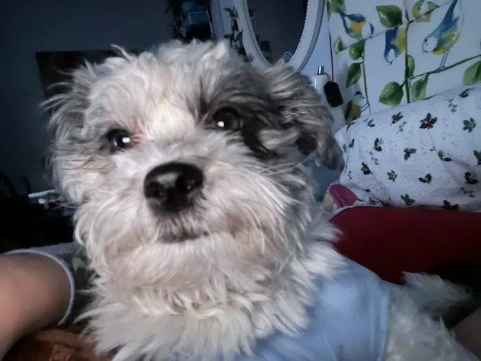 Tender Heart Vet Care PC Picture 1